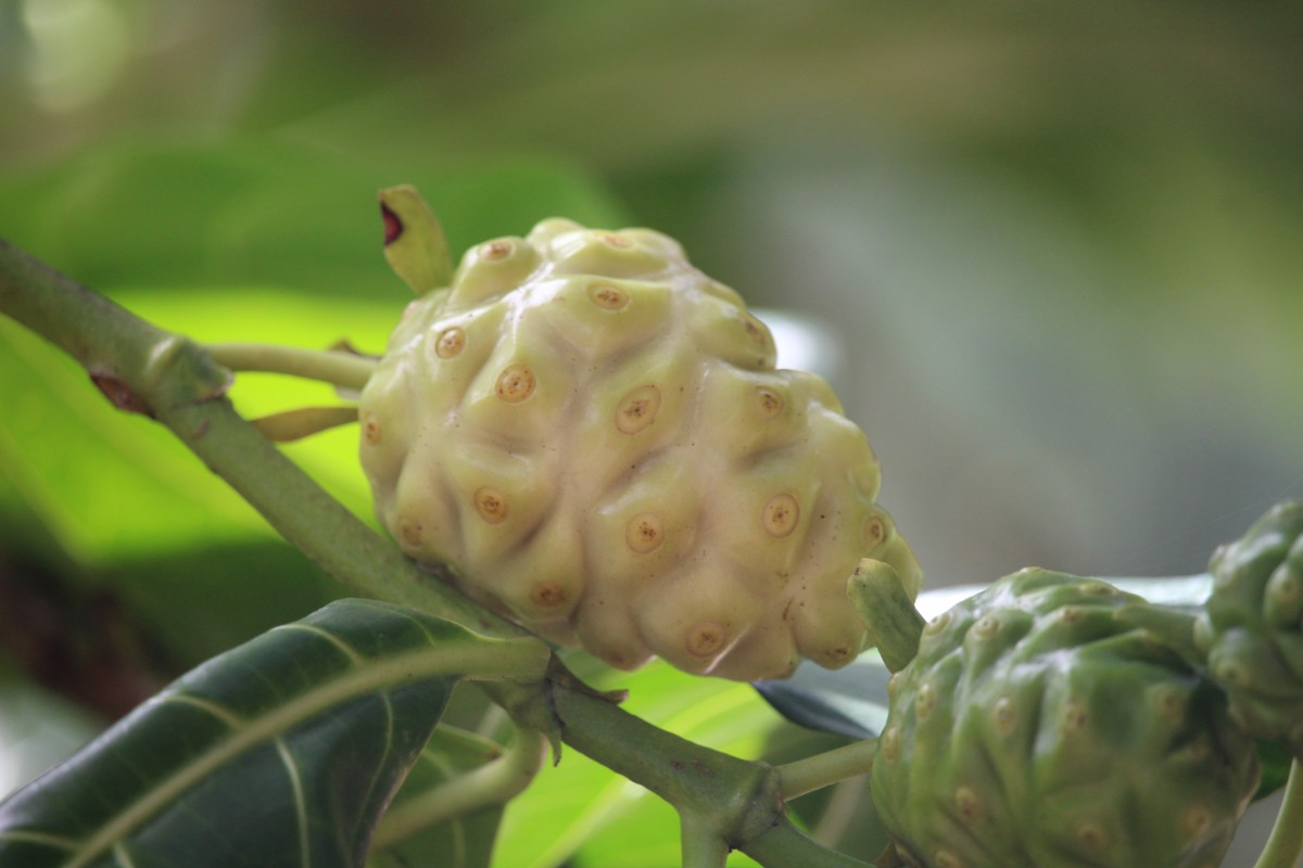 Morinda citrifolia L.